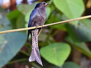 Adult - Fork-tailed Drongo-Cuckoo
