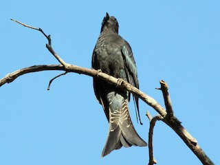 Adult - Fork-tailed Drongo-Cuckoo