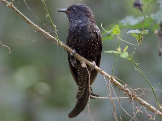 Juvenile - Fork-tailed Drongo-Cuckoo