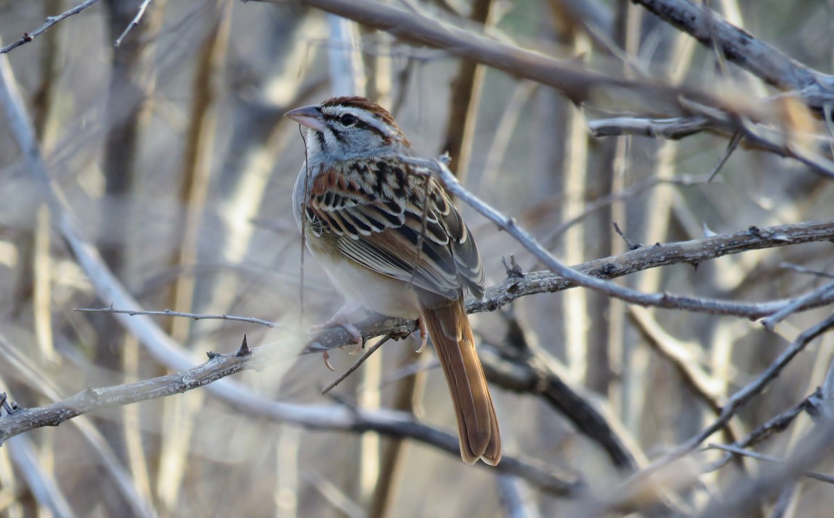 Cinnamon-tailed Sparrow - ML142659301