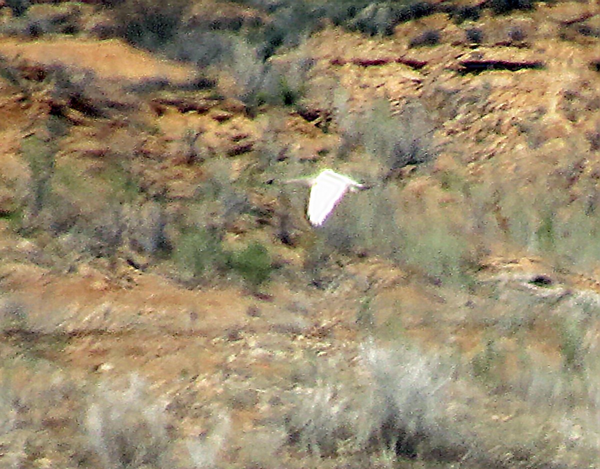 Tundra Swan - ML142659331