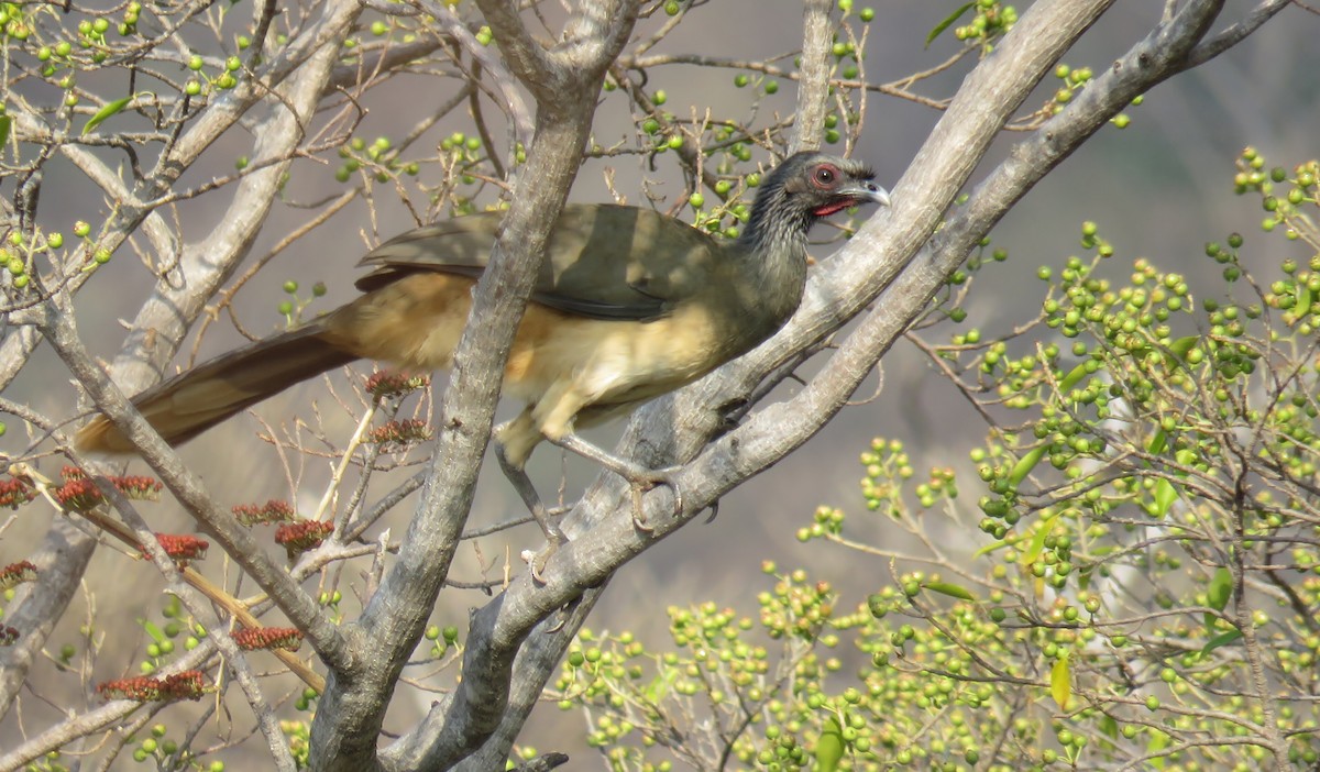 West Mexican Chachalaca - ML142659701