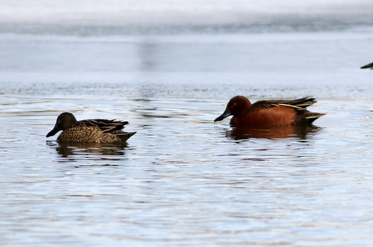 Cinnamon Teal - ML142660541