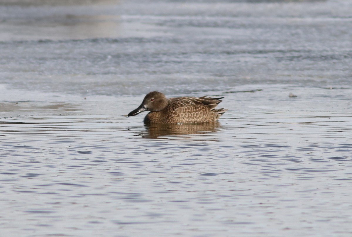 Cinnamon Teal - ML142660611