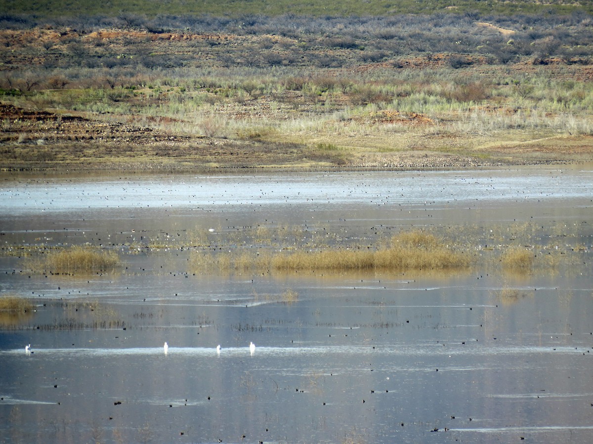 Ruddy Duck - ML142660861