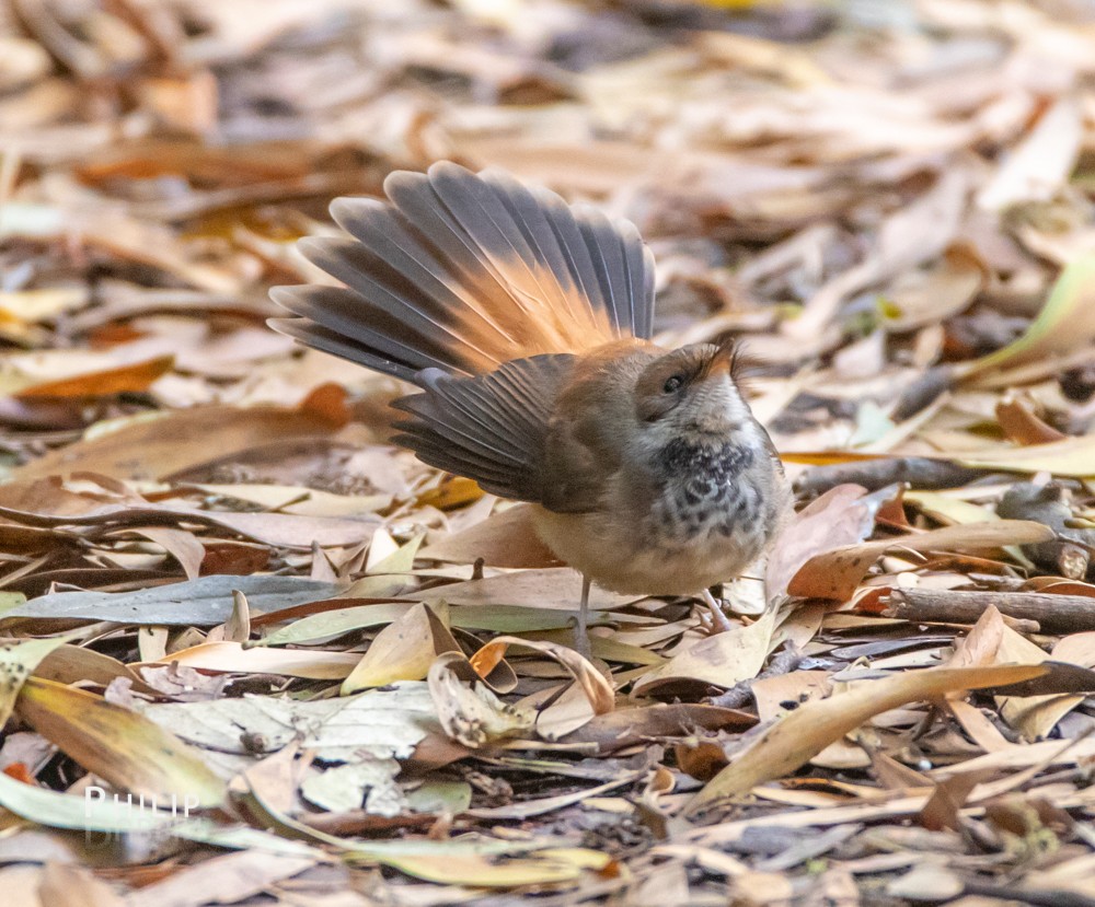 Australian Rufous Fantail - Philip Dubbin