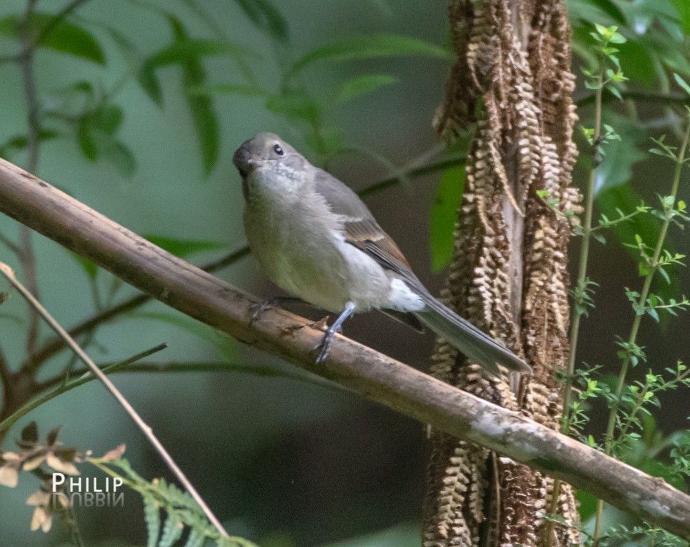 Golden Whistler - ML142661791