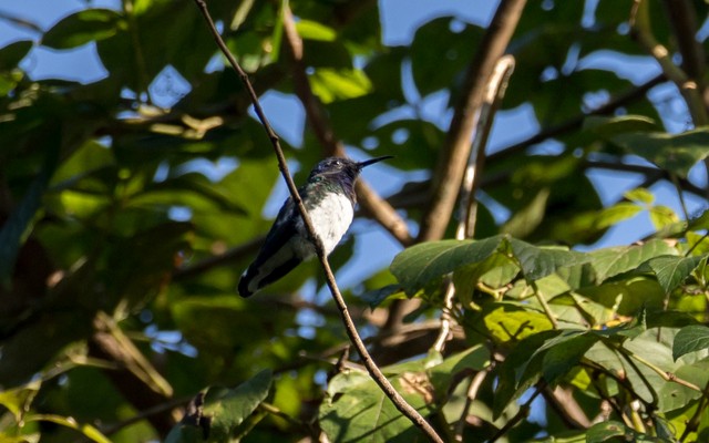 Colibrí Nuquiblanco - ML142662291