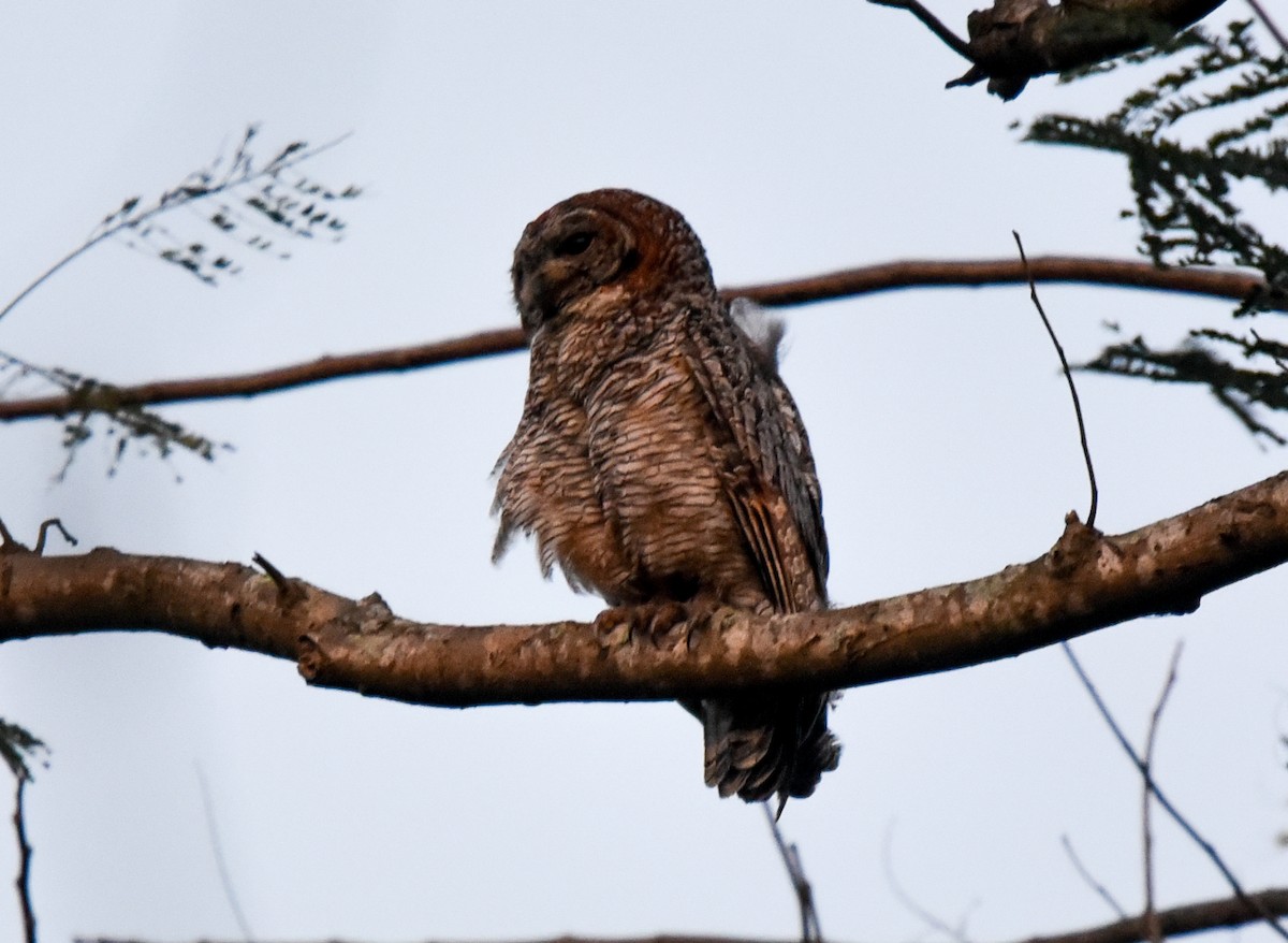 Mottled Wood-Owl - ML142662321