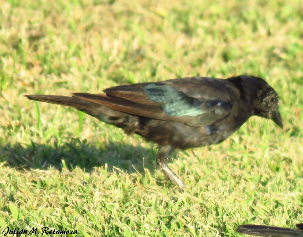 Shiny Cowbird - Julián Retamoza