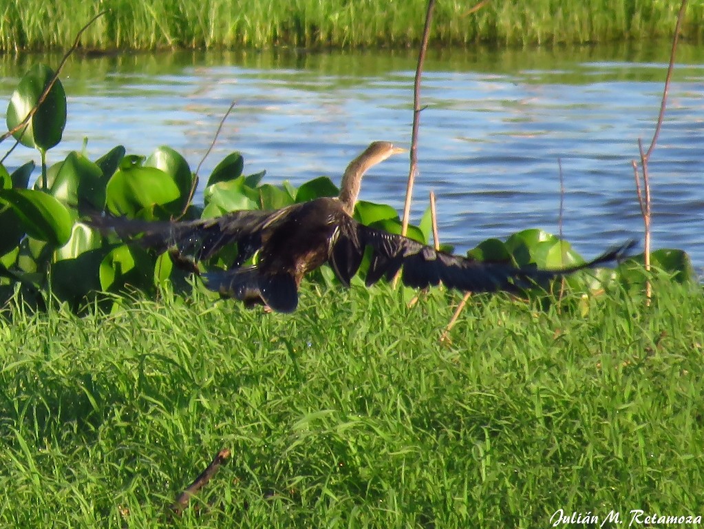 Amerika-Schlangenhalsvogel - ML142663671