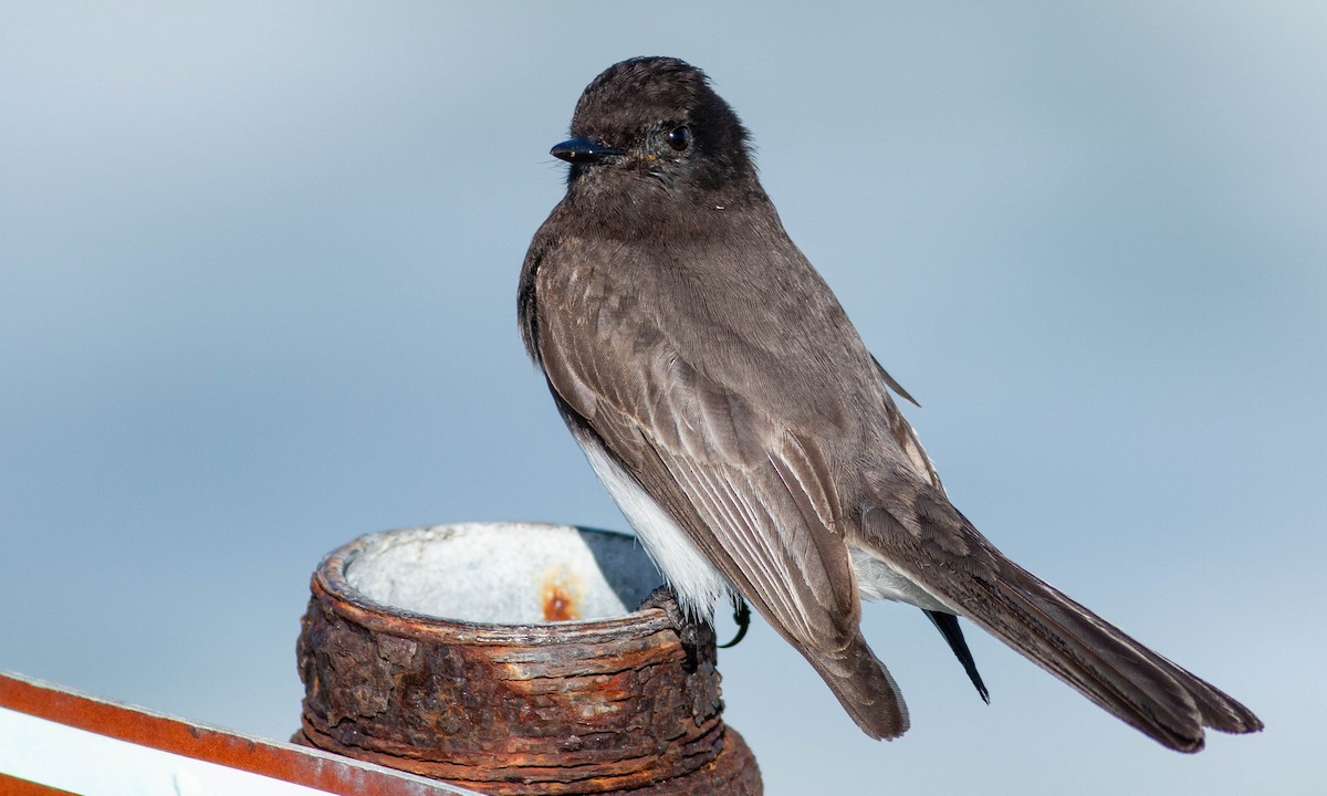 Black Phoebe - ML142663941