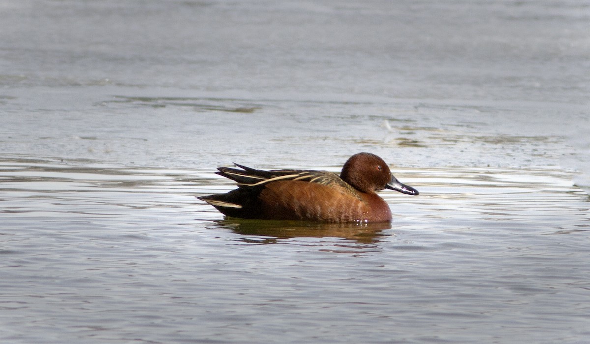 Cinnamon Teal - ML142664451
