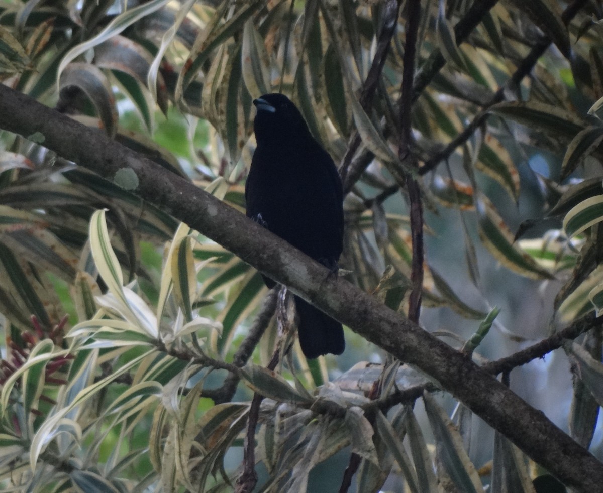 Scarlet-rumped Tanager - ML142665611