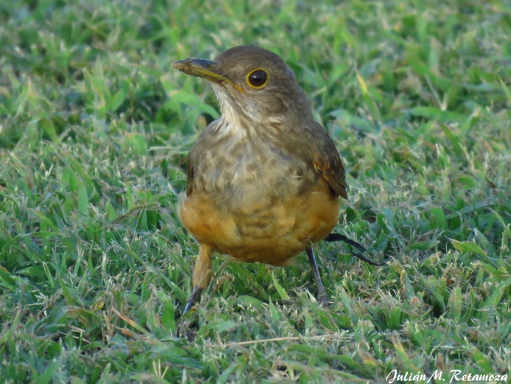 Rufous-bellied Thrush - Julián Retamoza