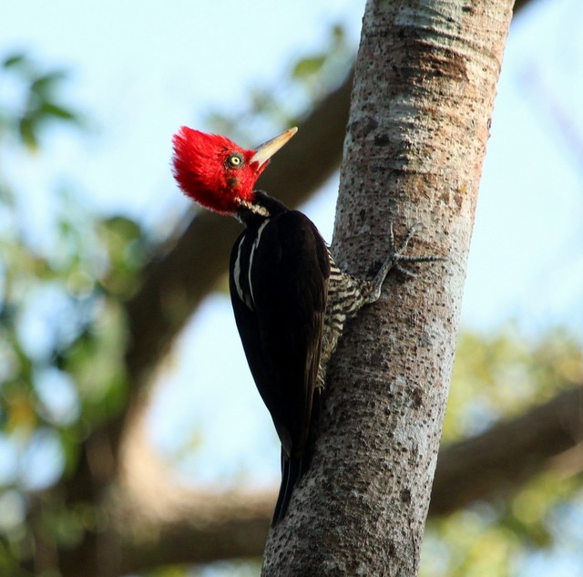 Pale-billed Woodpecker - ML142668291