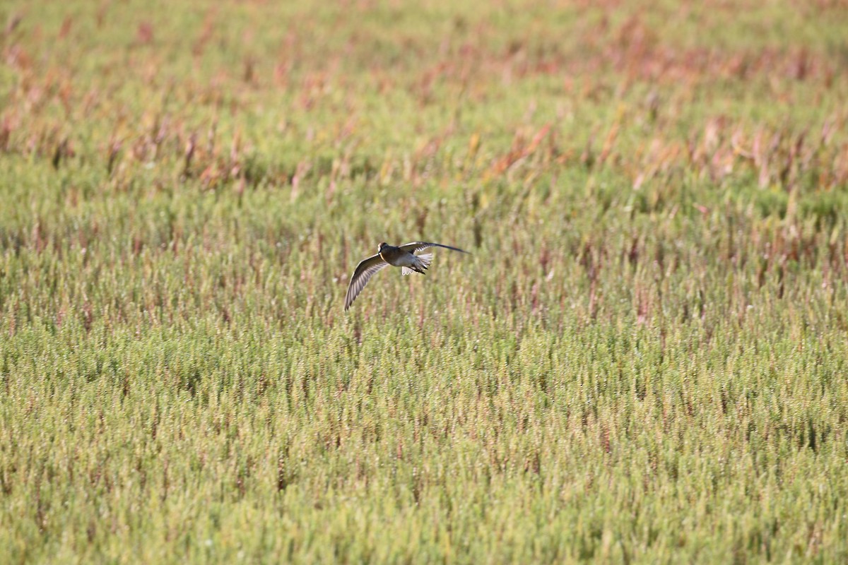 Sharp-tailed Sandpiper - ML142668621