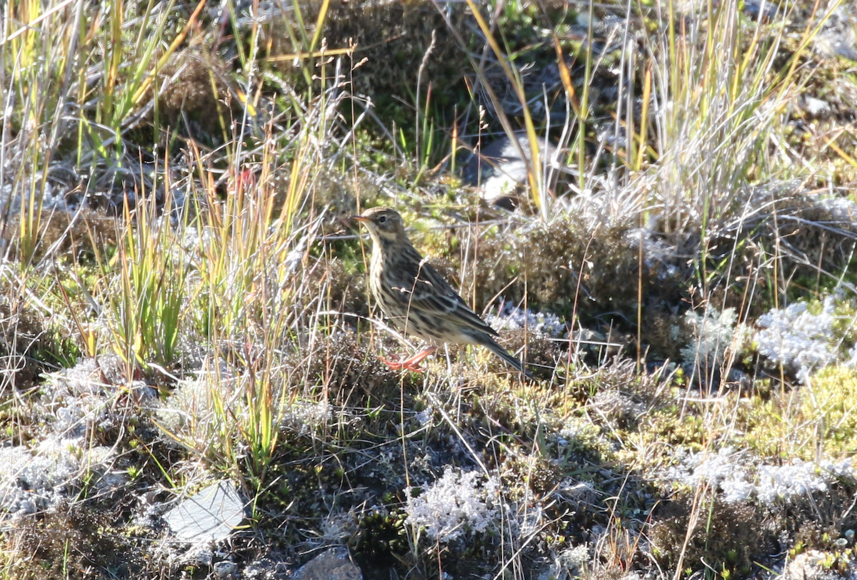 Red-throated Pipit - ML142669641