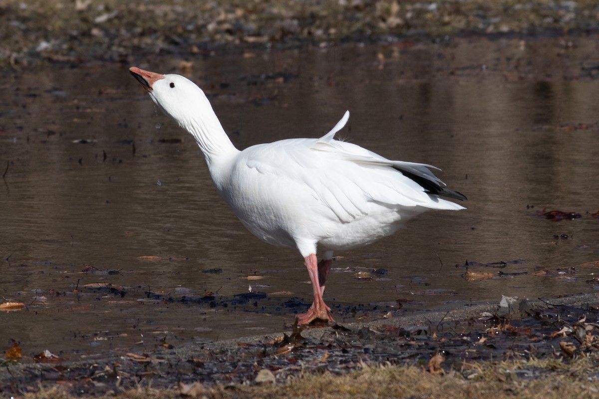 Snow Goose - ML142670081