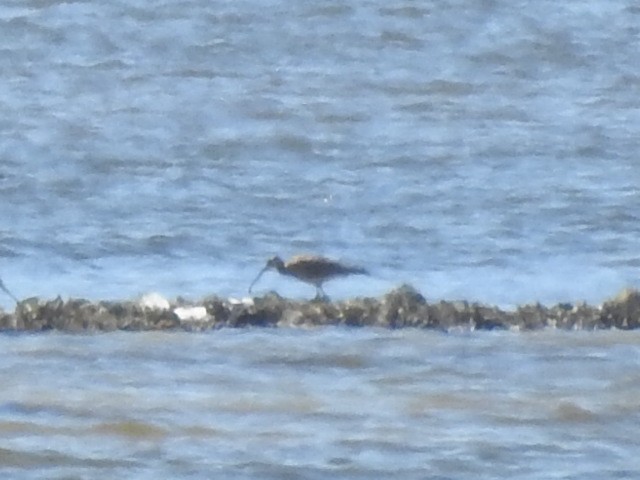 Long-billed Curlew - ML142672091