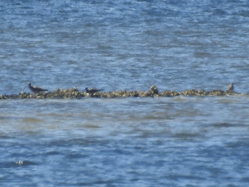 Long-billed Curlew - ML142672341