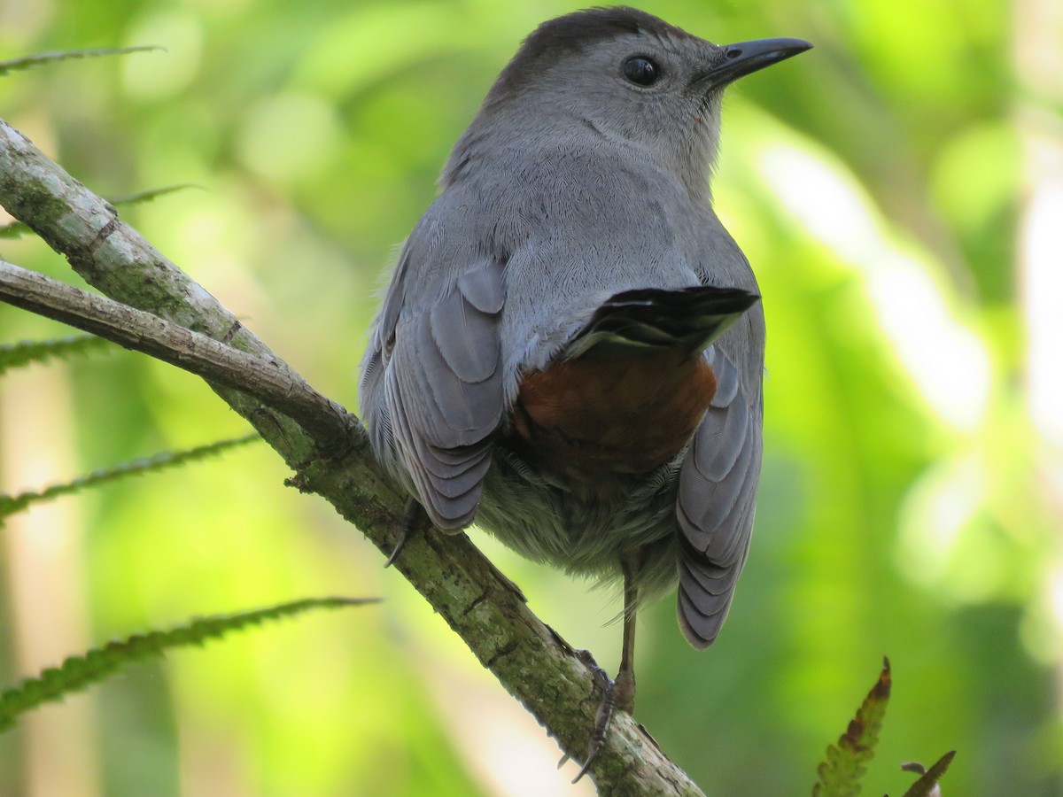 Gray Catbird - Brian Rapoza