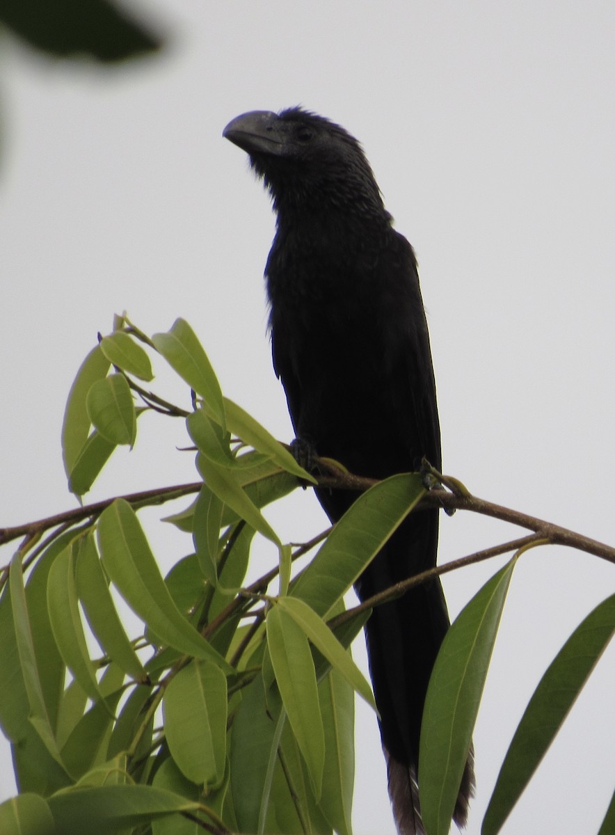 Smooth-billed Ani - ML142674011