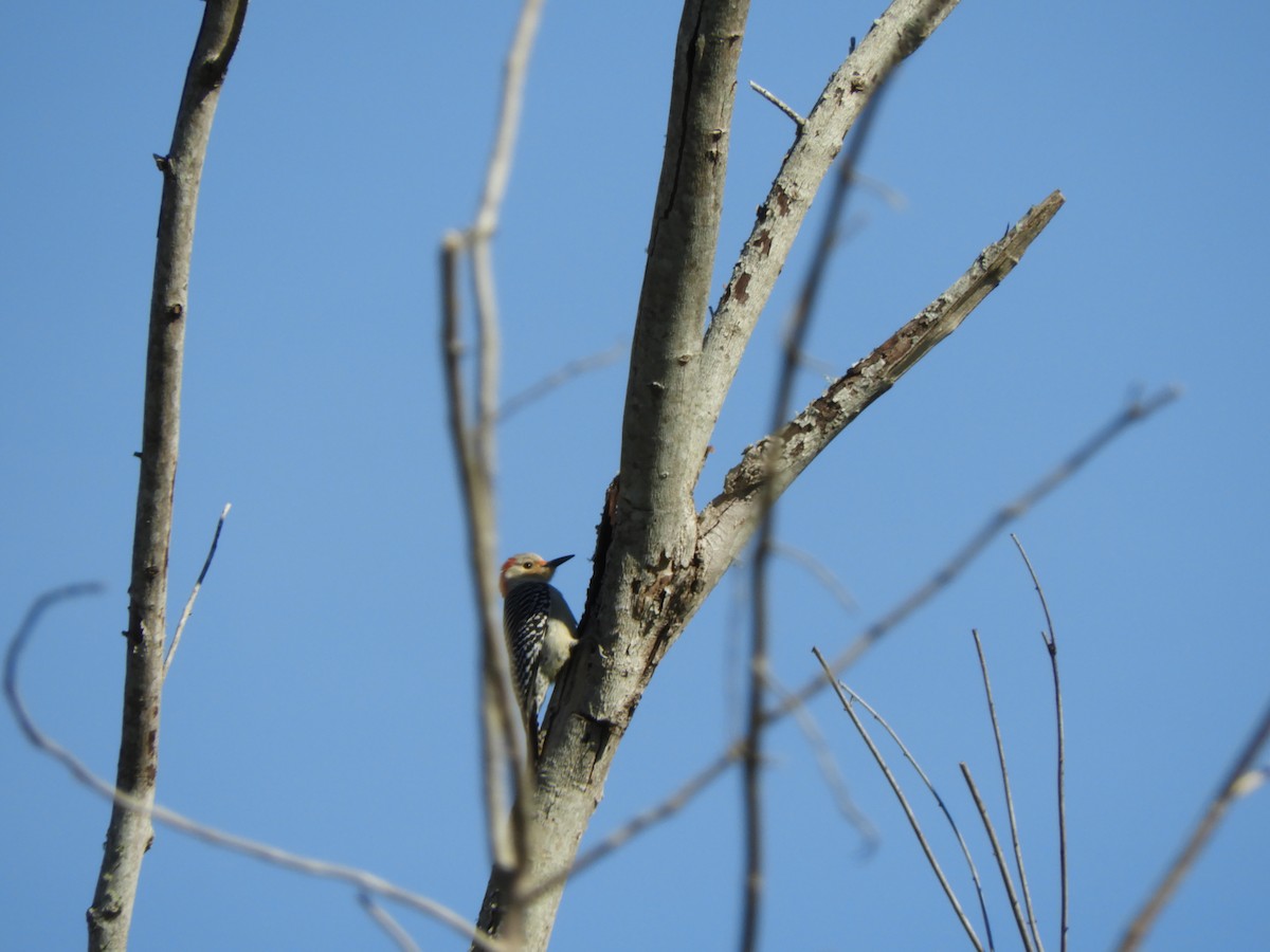 Red-bellied Woodpecker - ML142674051