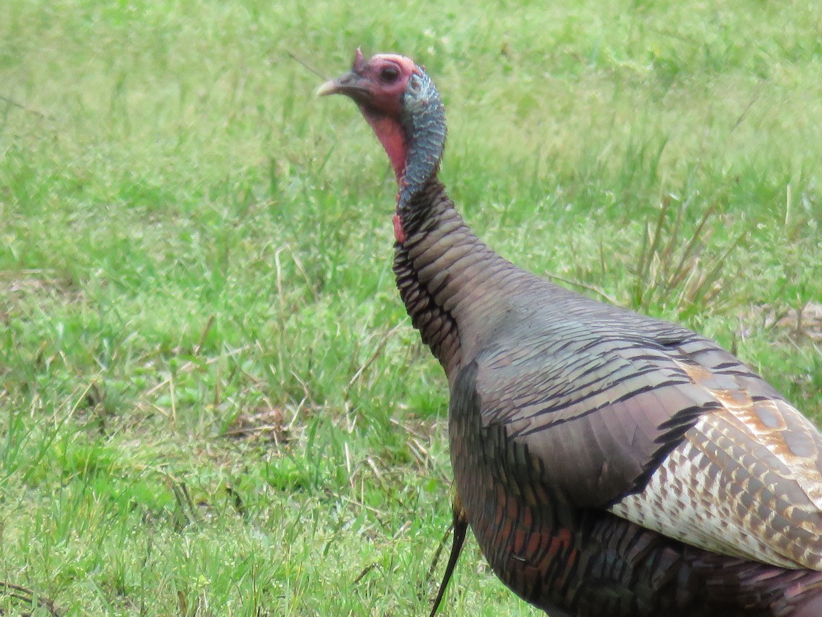 Wild Turkey - ML142676821