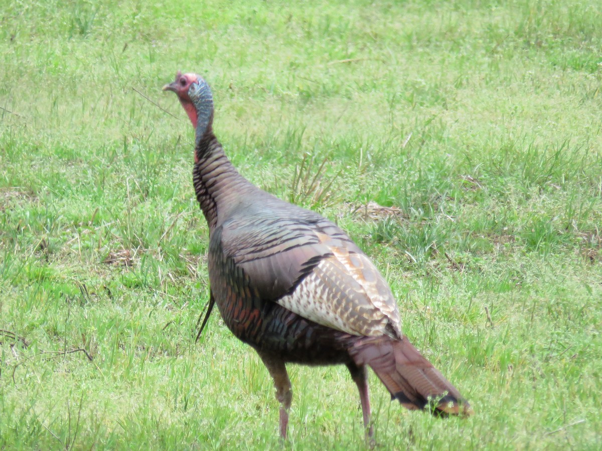 Wild Turkey - ML142676831