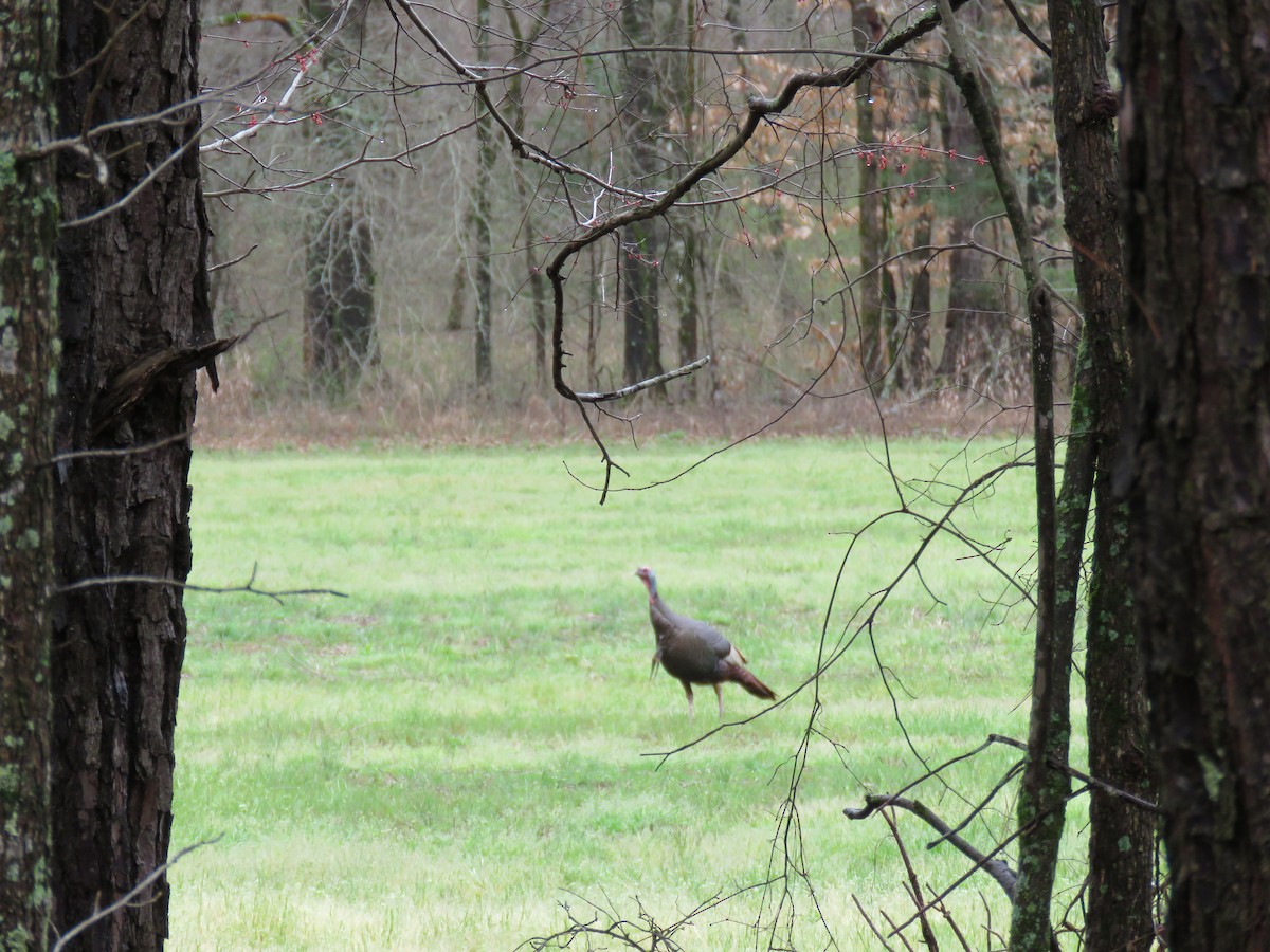 Wild Turkey - ML142676841