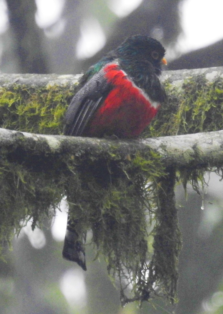 Collared Trogon - John Licharson