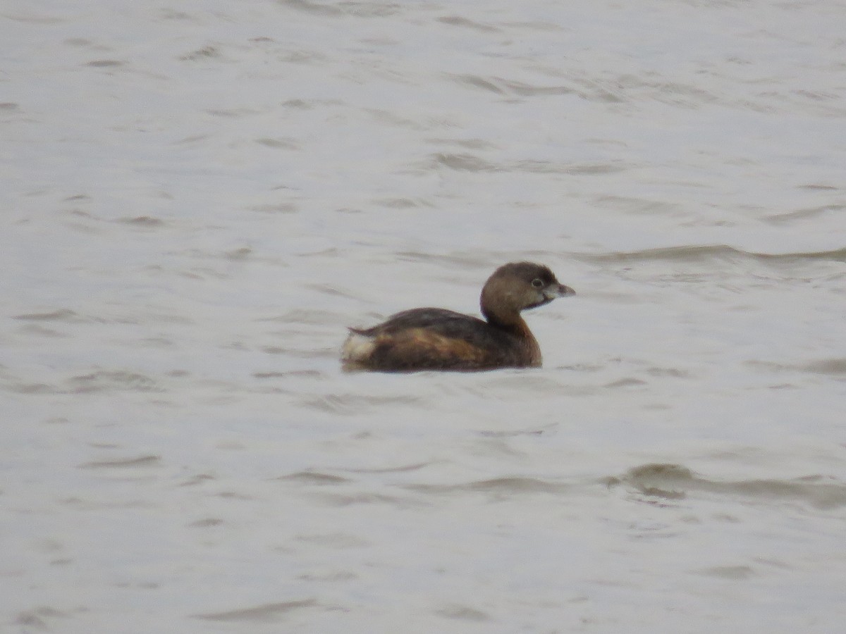 Pied-billed Grebe - Stephanie  Wallace