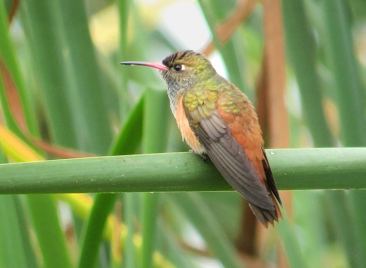 Amazilia Hummingbird - ML142678391