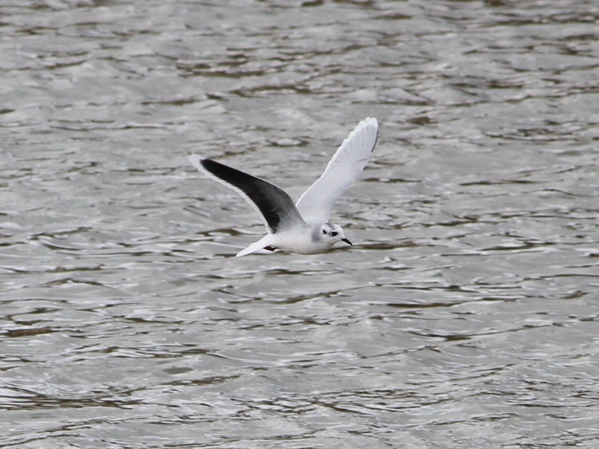 Little Gull - ML142678611