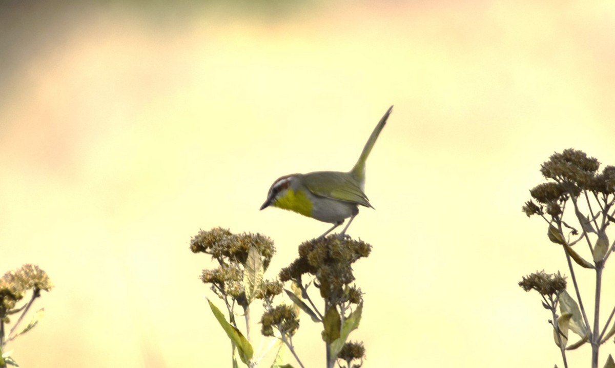 Rotkappen-Waldsänger - ML142678881