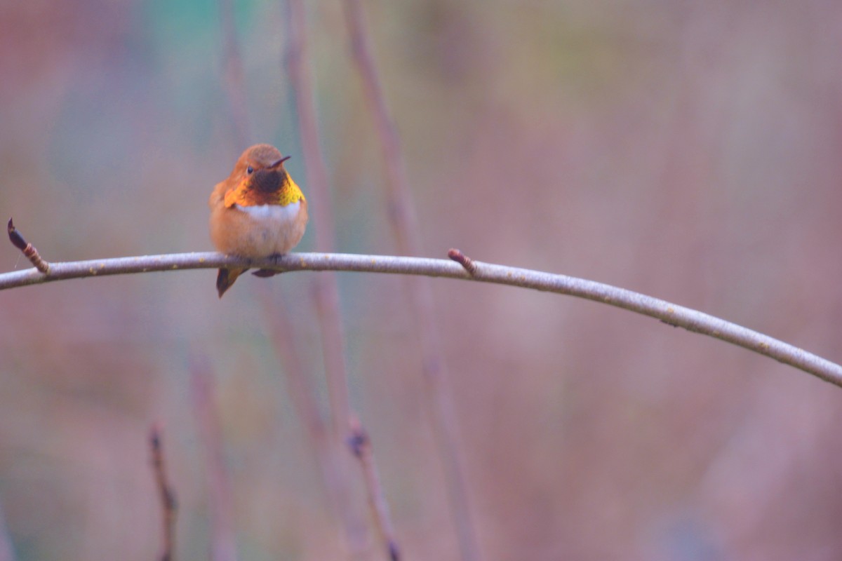 Rufous Hummingbird - ML142681431