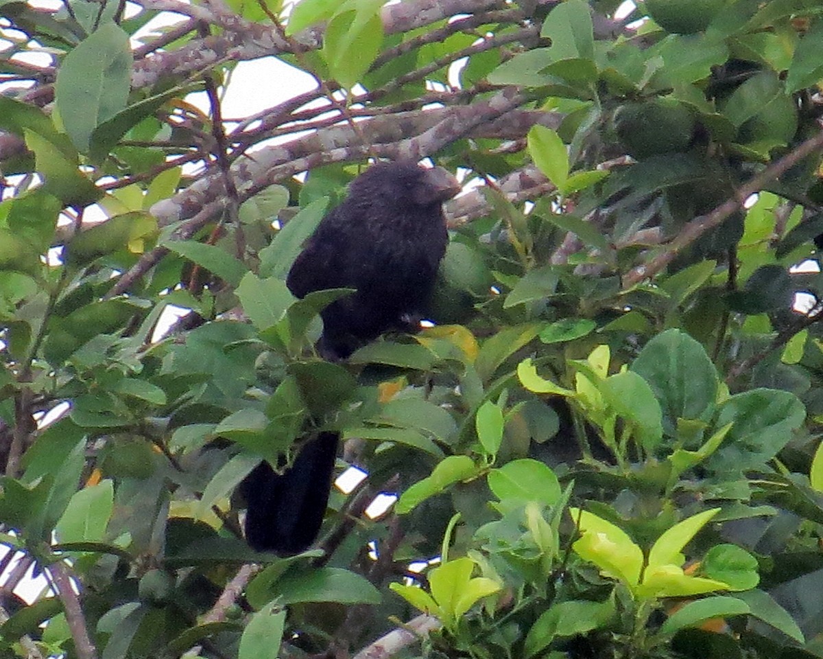 Smooth-billed Ani - ML142682301