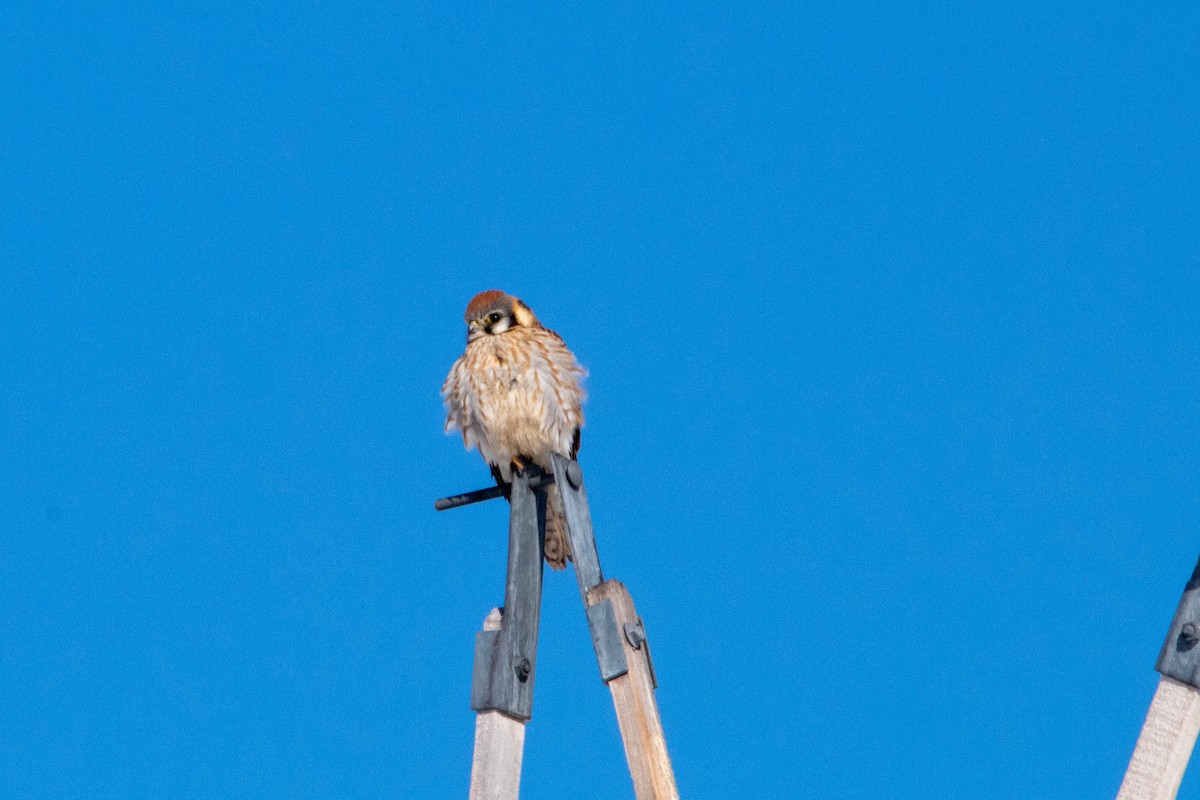 American Kestrel - ML142683111