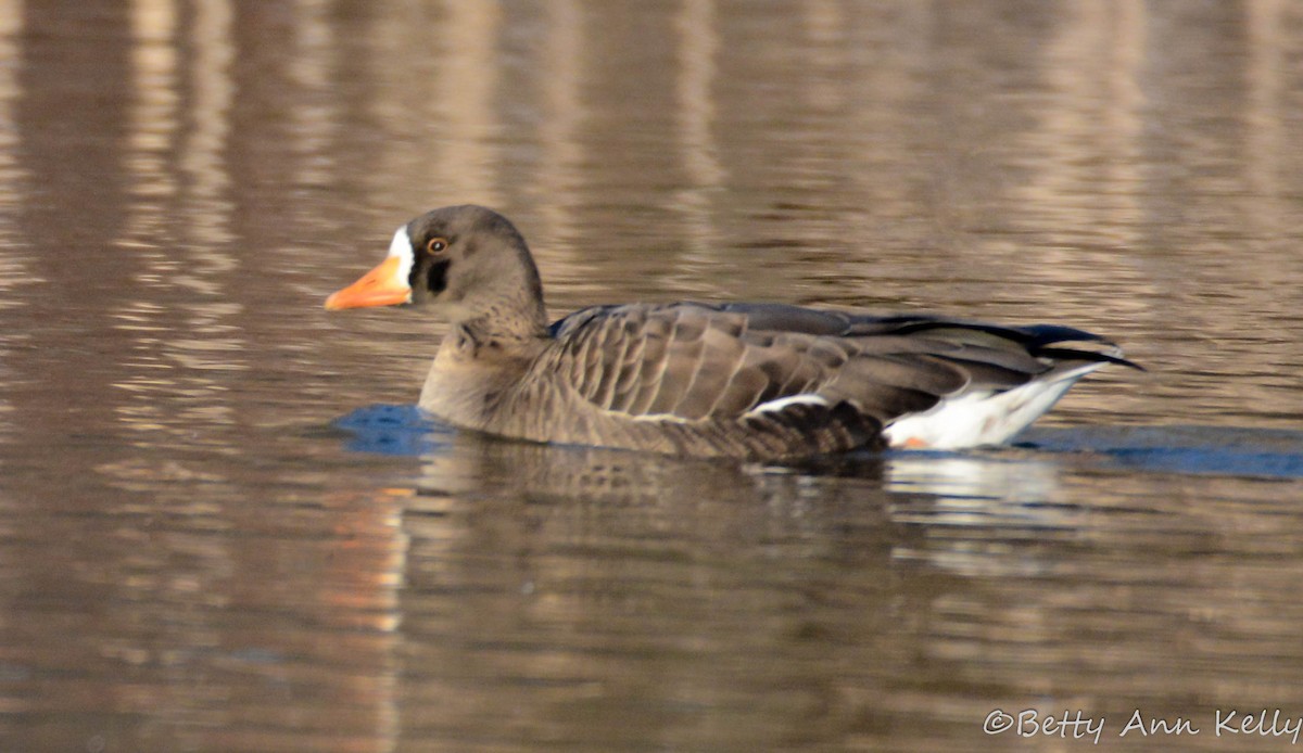 Greater White-fronted Goose - ML142684591