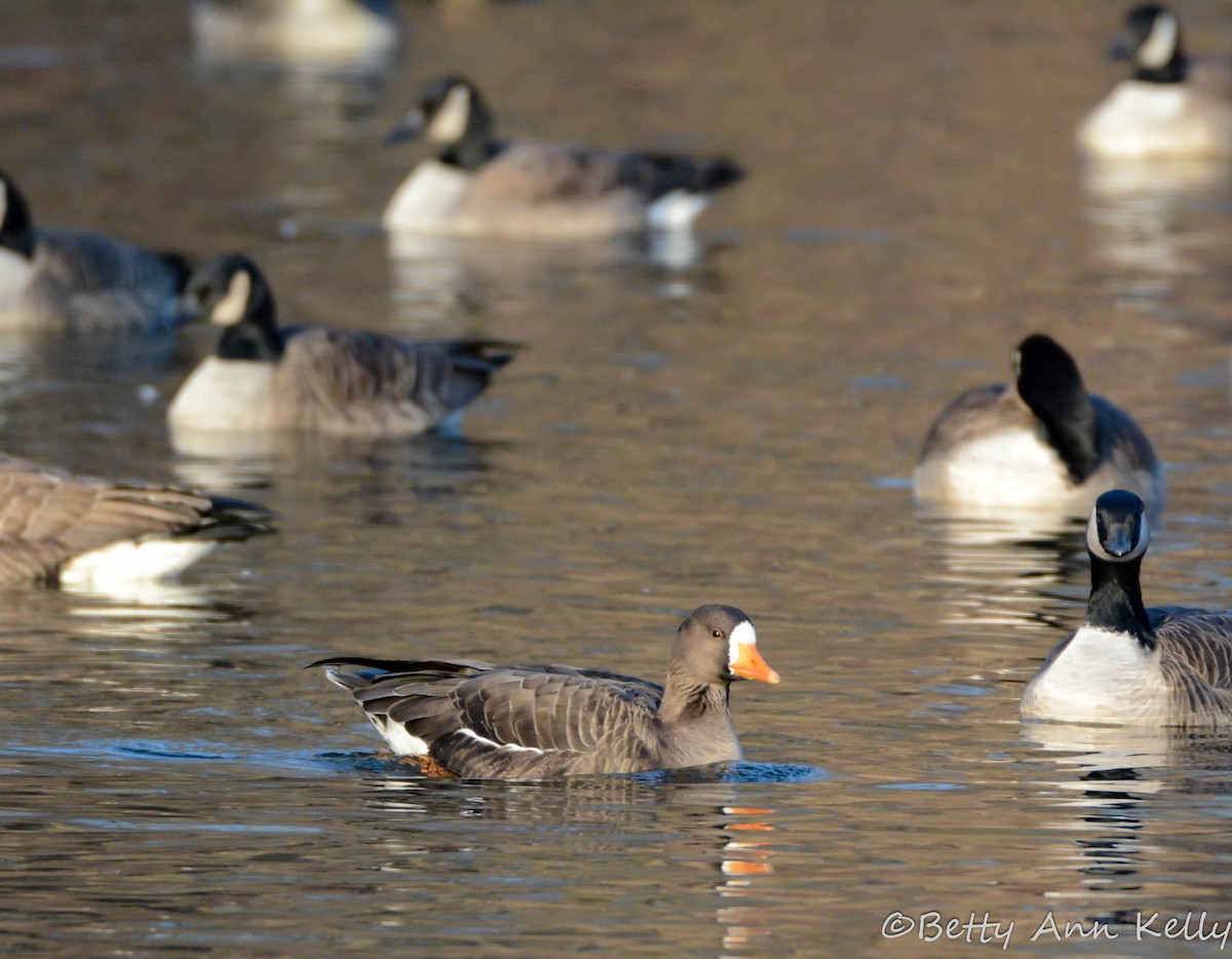 Greater White-fronted Goose - ML142684601