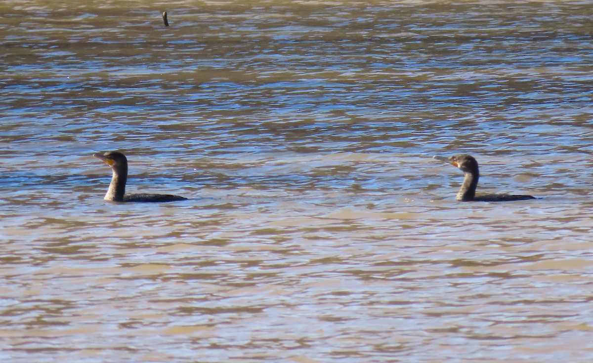 Double-crested Cormorant - ML142685121
