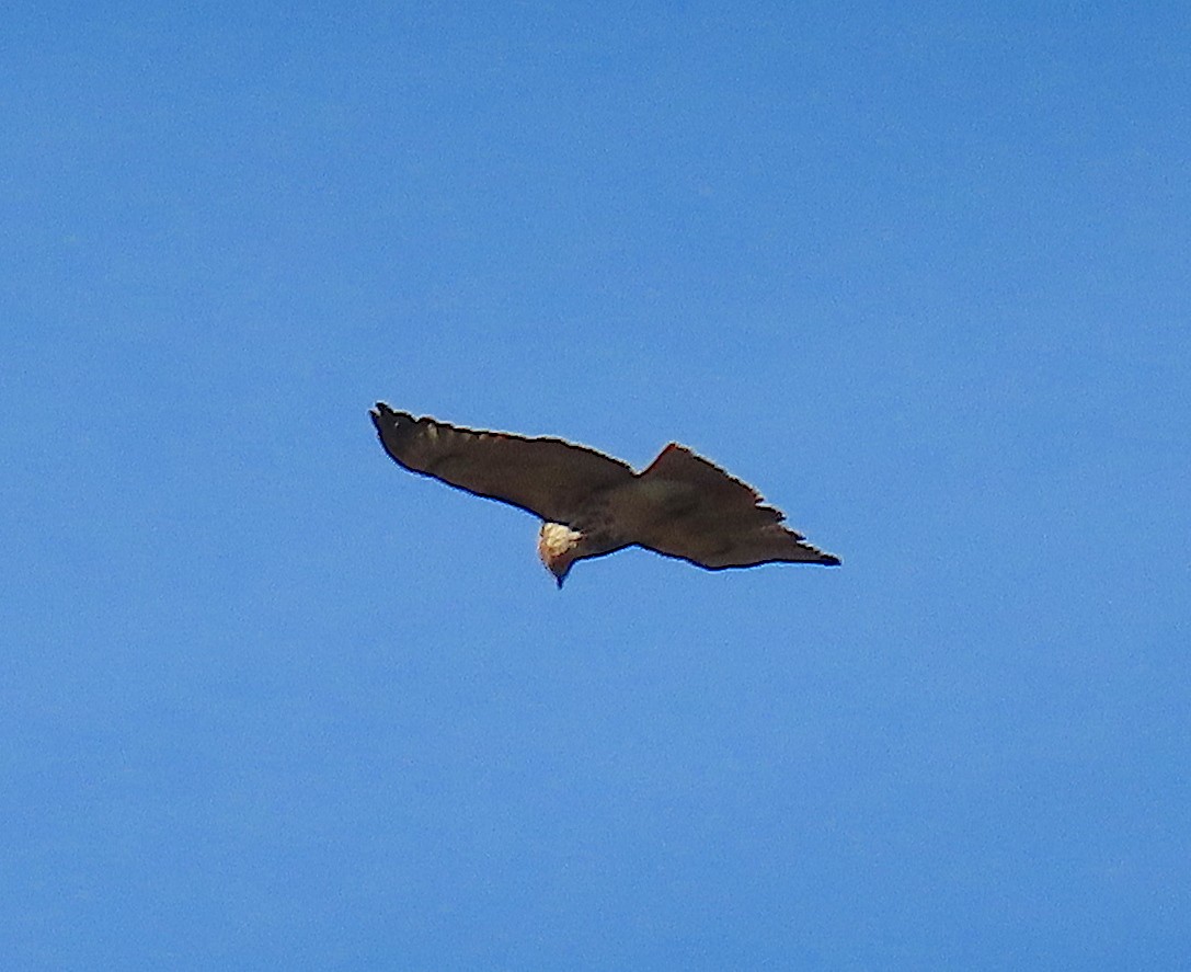 Red-tailed Hawk - ML142685131