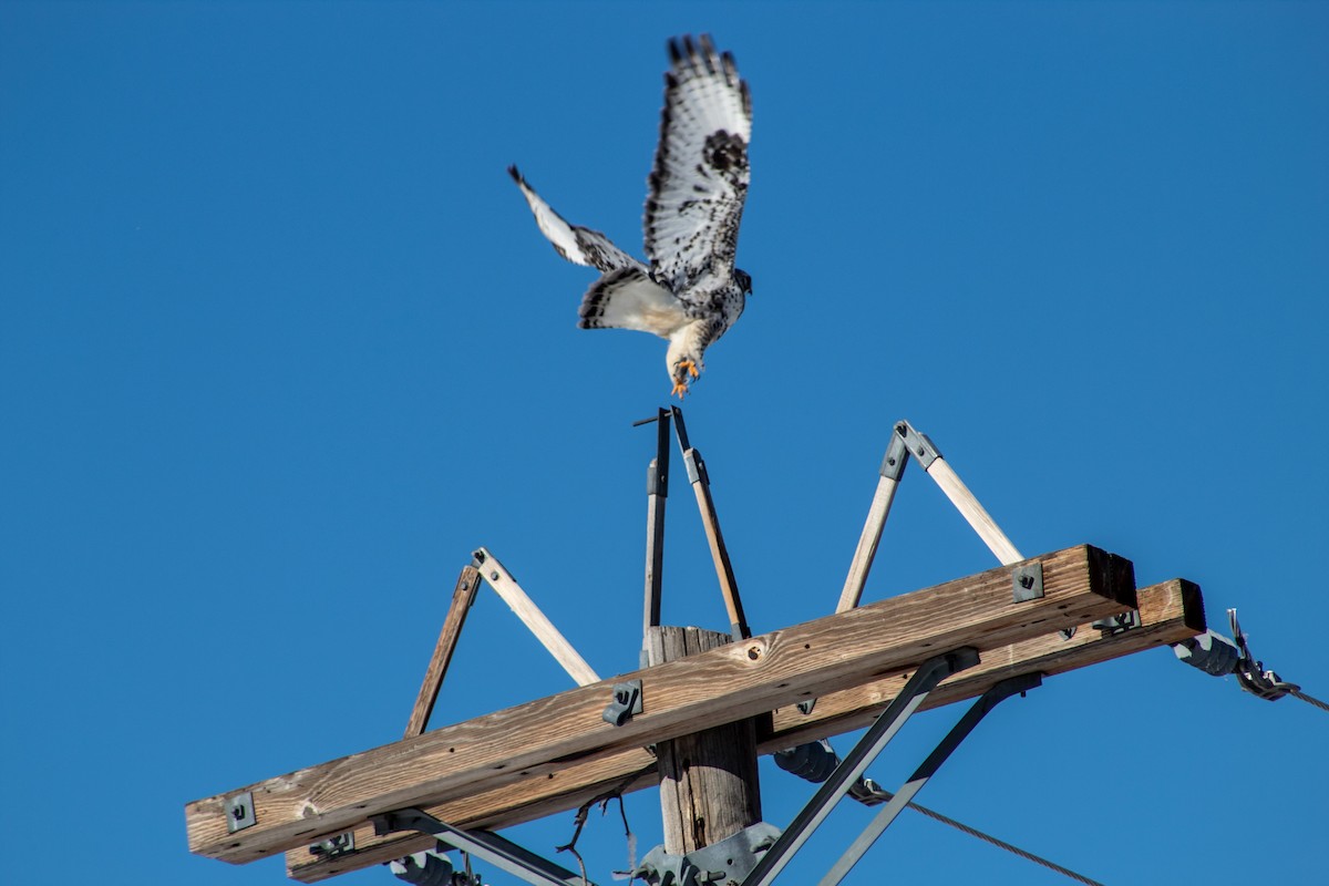 Rough-legged Hawk - ML142685221