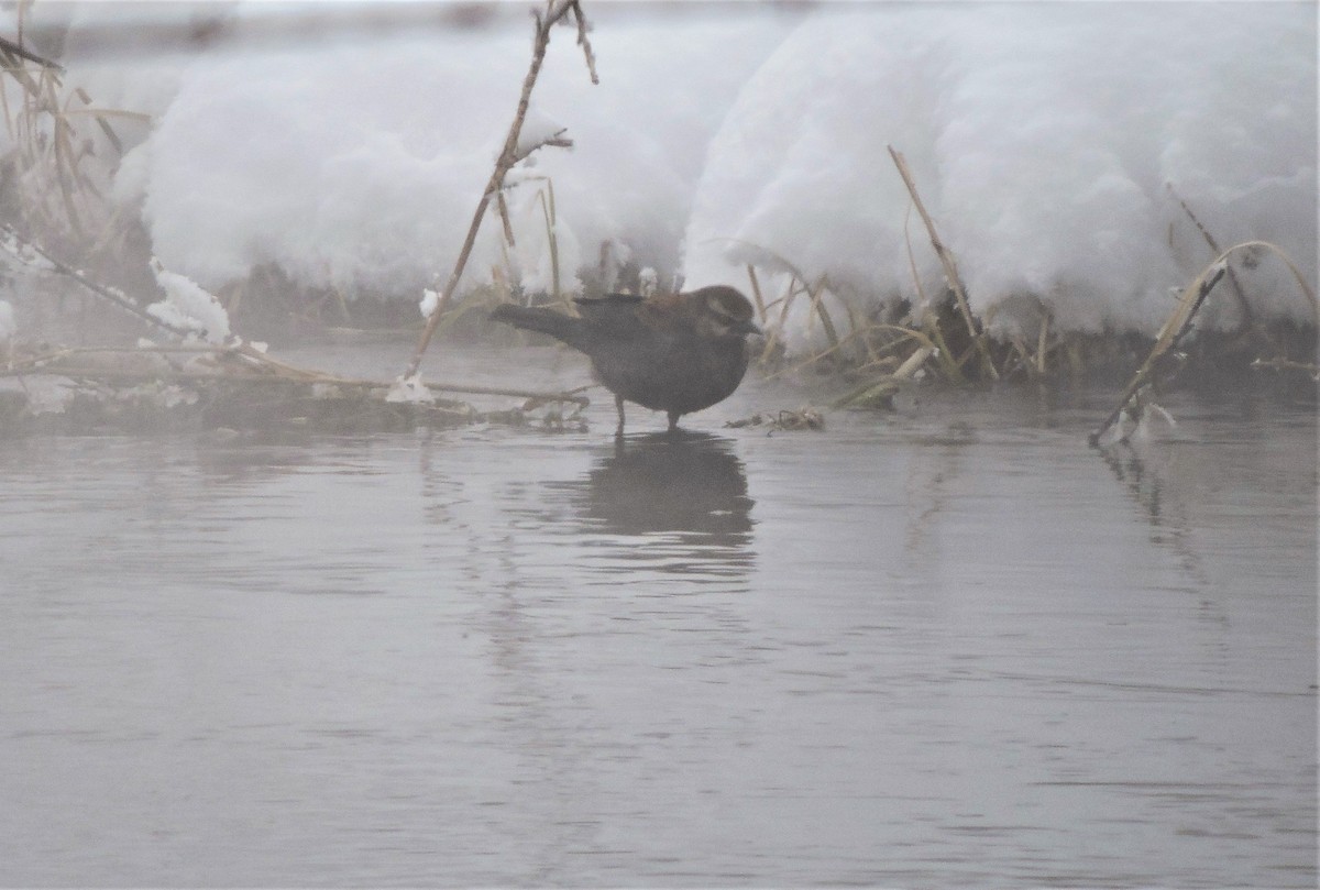 Rusty Blackbird - ML142687451