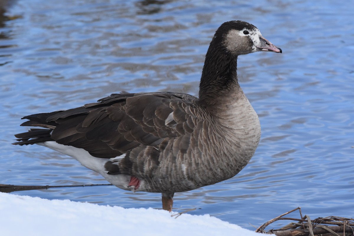 Graylag x Canada Goose (hybrid) - ML142689351