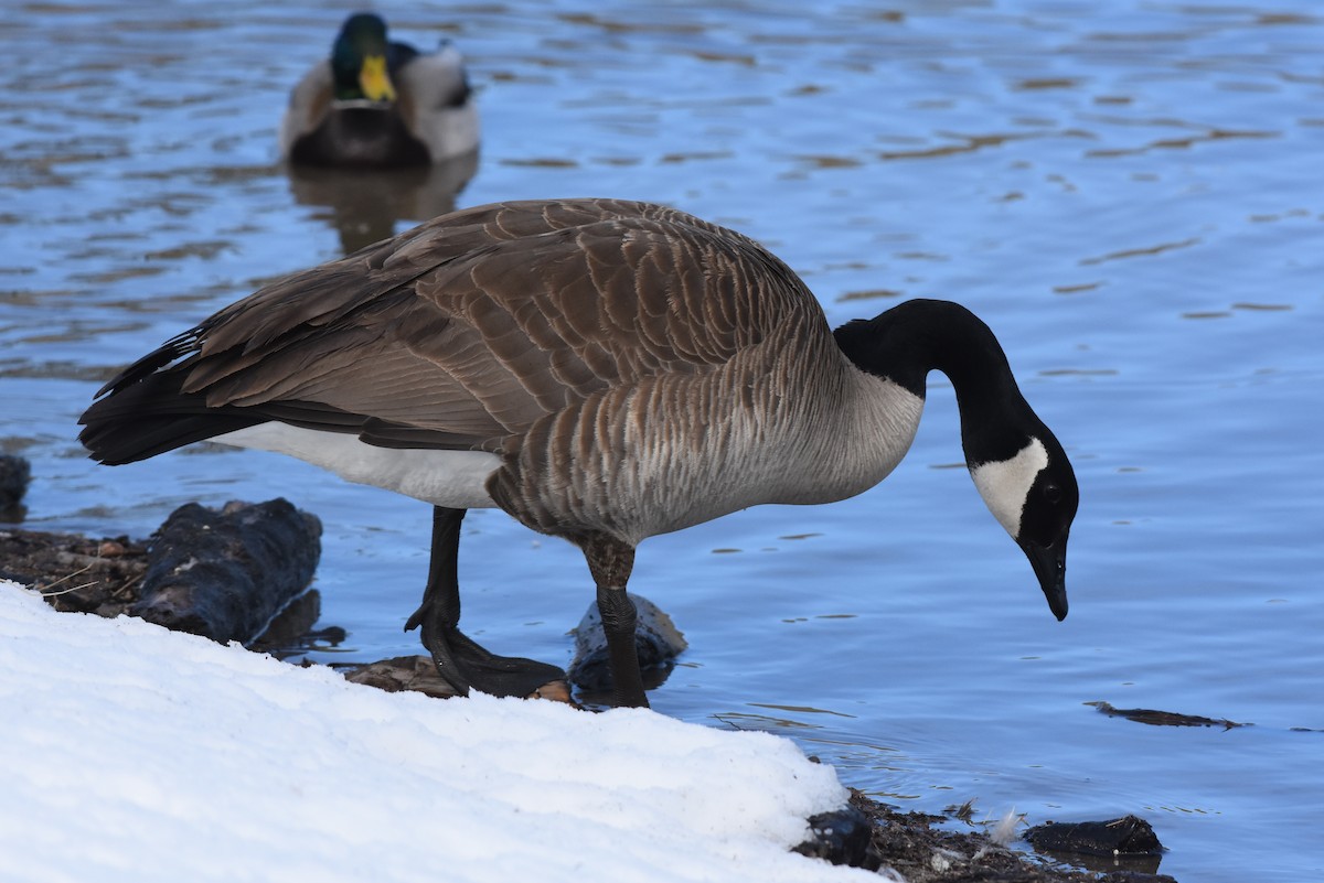 Canada Goose - ML142689391