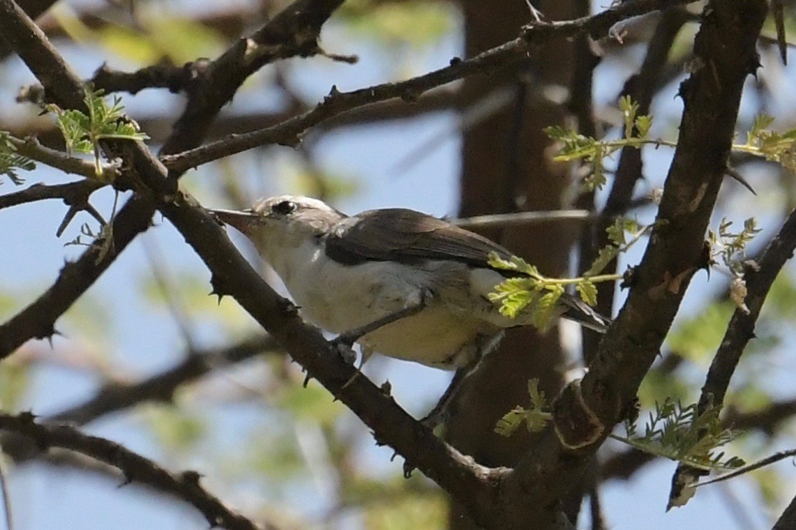 Zarcero Pálido - ML142689581