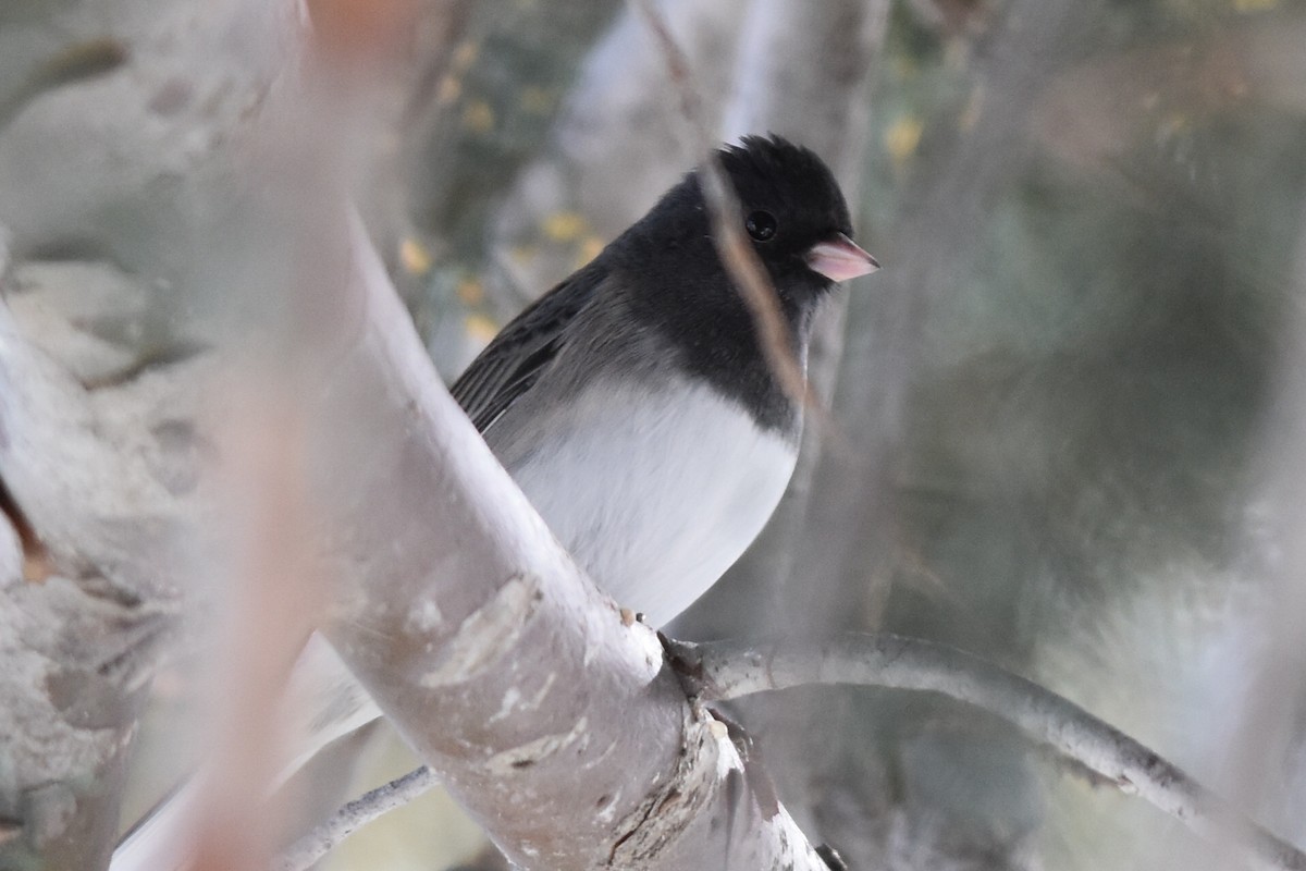 Junco ardoisé (cismontanus) - ML142689971