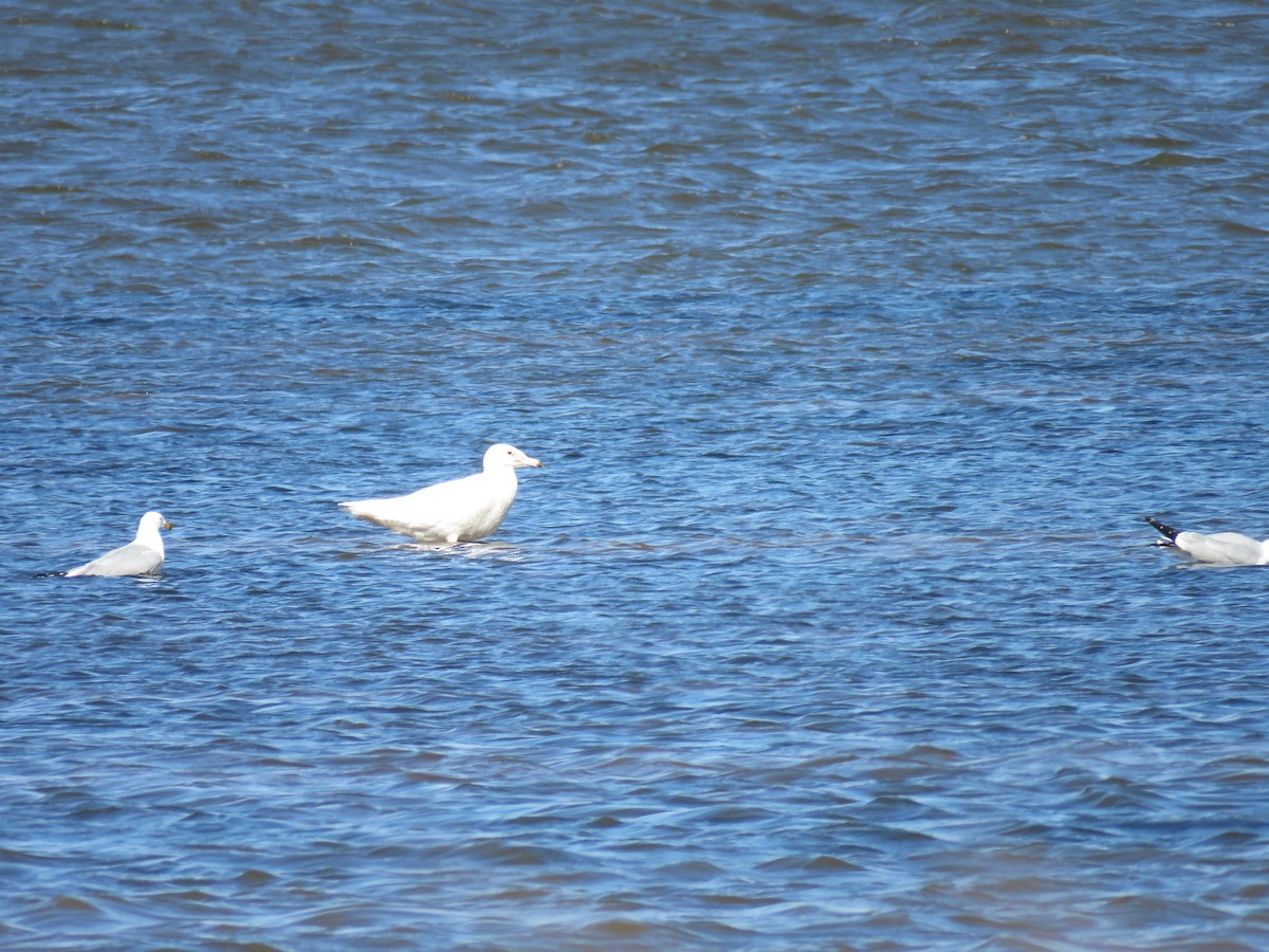 Glaucous Gull - ML142689981